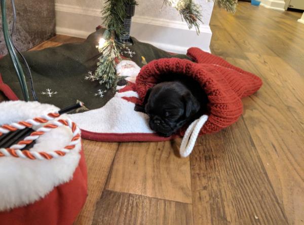 /images/uploads/pug nation rescue of los angeles/pugnation2020/entries/11056thumb.jpg